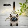 Siamese Cat