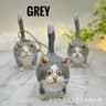 Gray Cat